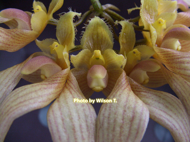 «ö¦¹¦b·sµøµ¡ÂsÄý¹Ï¤ù