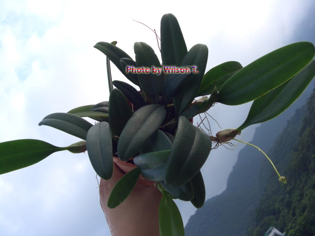 «ö¦¹¦b·sµøµ¡ÂsÄý¹Ï¤ù