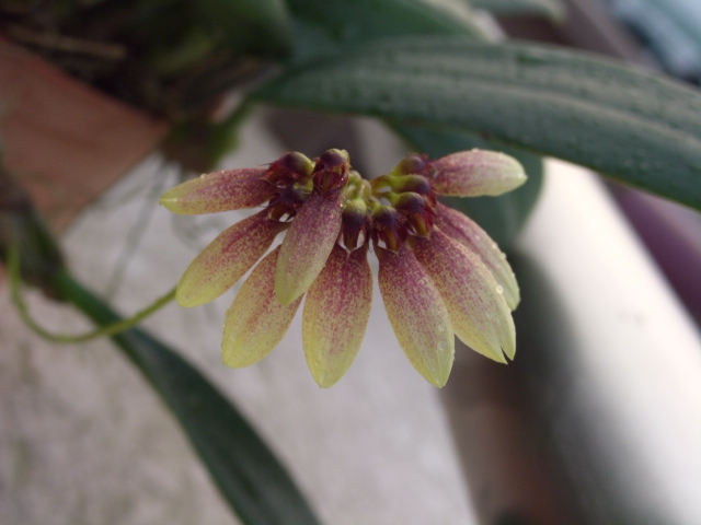 «ö¦¹¦b·sµøµ¡ÂsÄý¹Ï¤ù