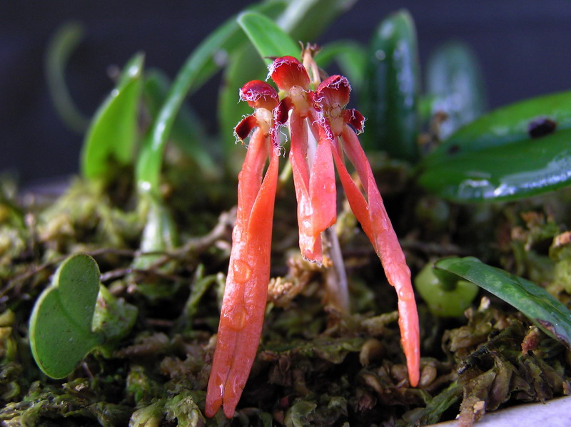 «ö¦¹¦b·sµøµ¡ÂsÄý¹Ï¤ù