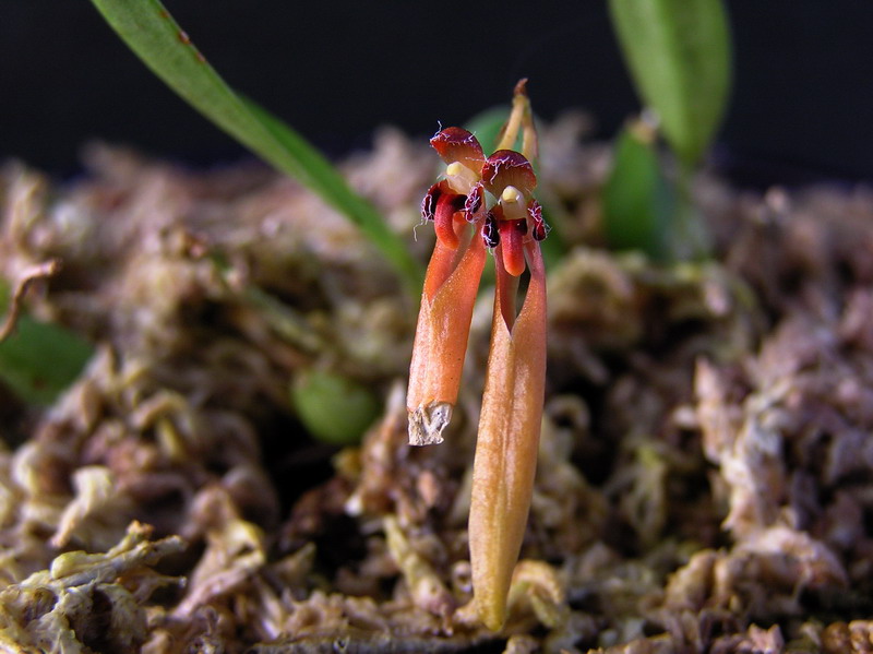 «ö¦¹¦b·sµøµ¡ÂsÄý¹Ï¤ù