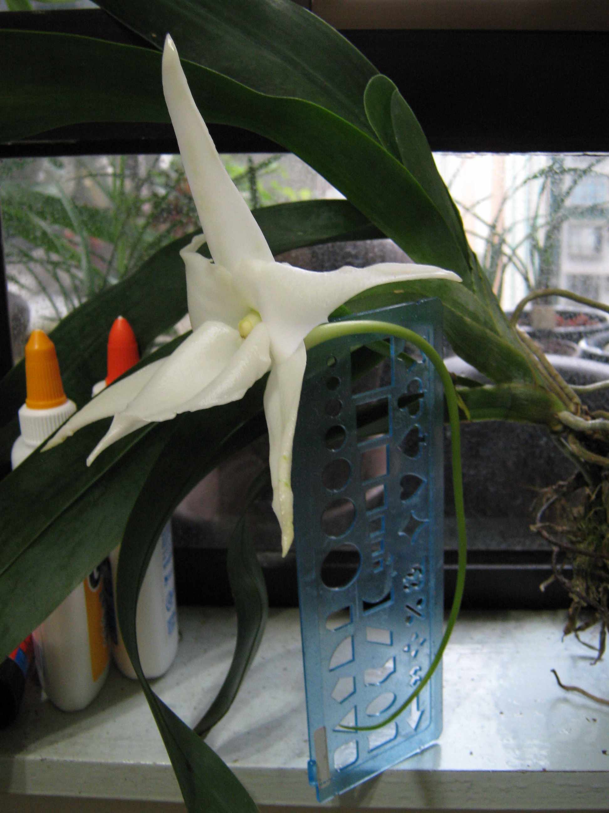 «ö¦¹¦b·sµøµ¡ÂsÄý¹Ï¤ù