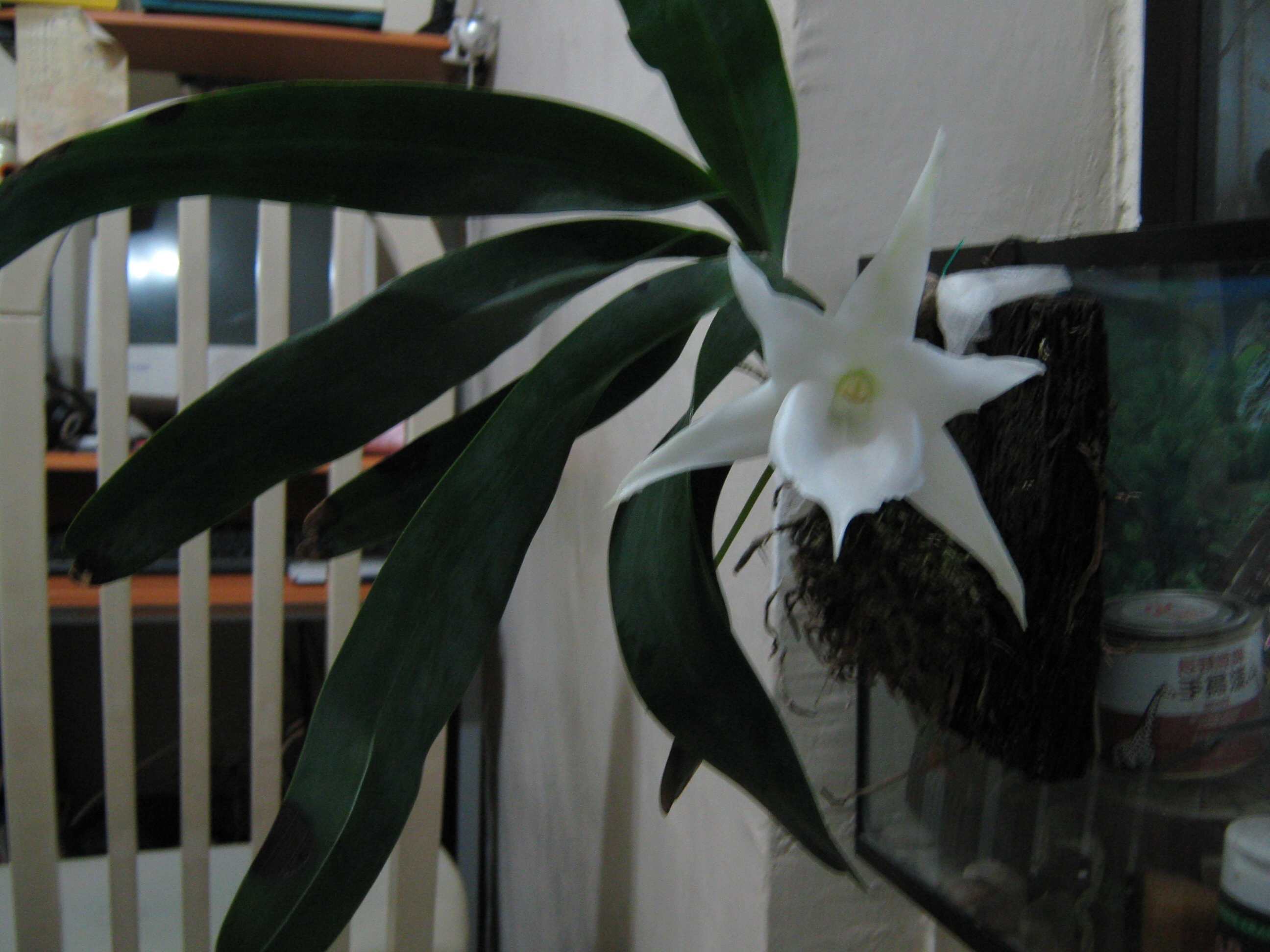 «ö¦¹¦b·sµøµ¡ÂsÄý¹Ï¤ù