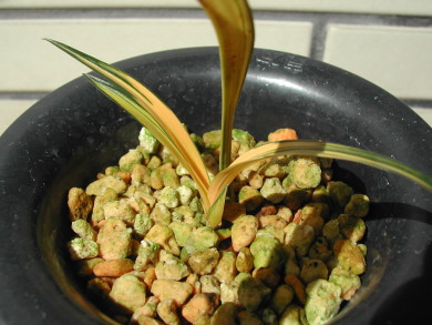 «ö¦¹¦b·sµøµ¡ÂsÄý¹Ï¤ù