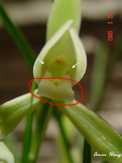 «ö¦¹¦b·sµøµ¡ÂsÄý¹Ï¤ù