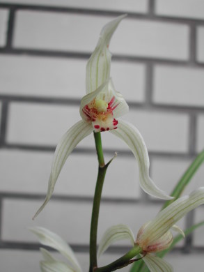 «ö¦¹¦b·sµøµ¡ÂsÄý¹Ï¤ù