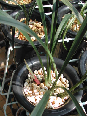 «ö¦¹¦b·sµøµ¡ÂsÄý¹Ï¤ù