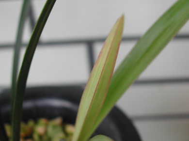 «ö¦¹¦b·sµøµ¡ÂsÄý¹Ï¤ù