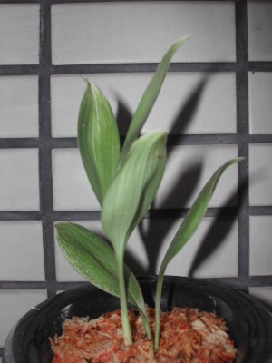 «ö¦¹¦b·sµøµ¡ÂsÄý¹Ï¤ù