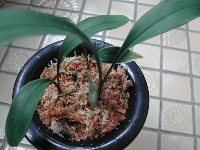 «ö¦¹¦b·sµøµ¡ÂsÄý¹Ï¤ù