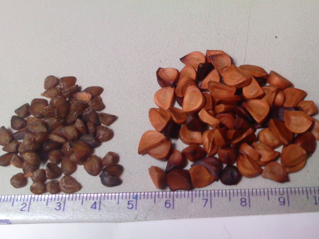 «ö¦¹¦b·sµøµ¡ÂsÄý¹Ï¤ù