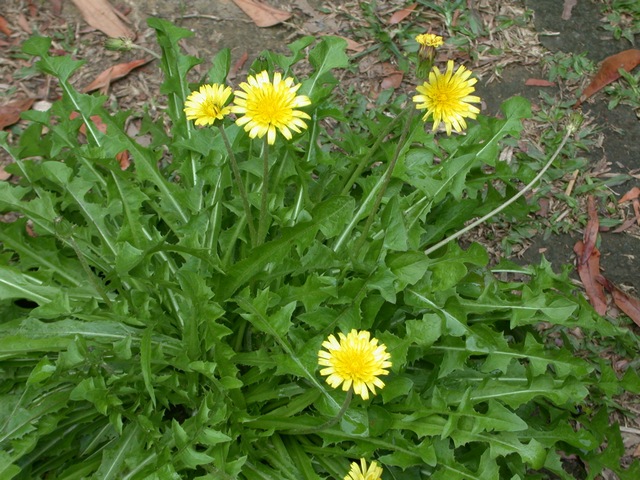 按此在新視窗瀏覽圖片