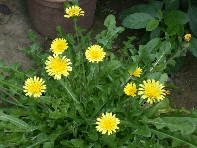 按此在新視窗瀏覽圖片