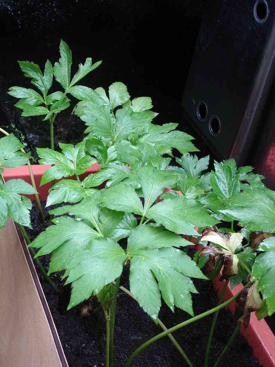 按此在新視窗瀏覽圖片