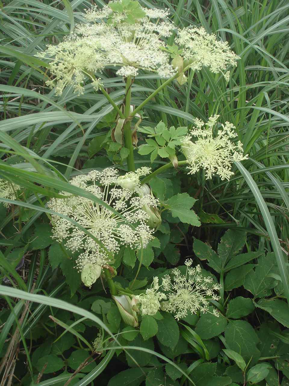 按此在新視窗瀏覽圖片