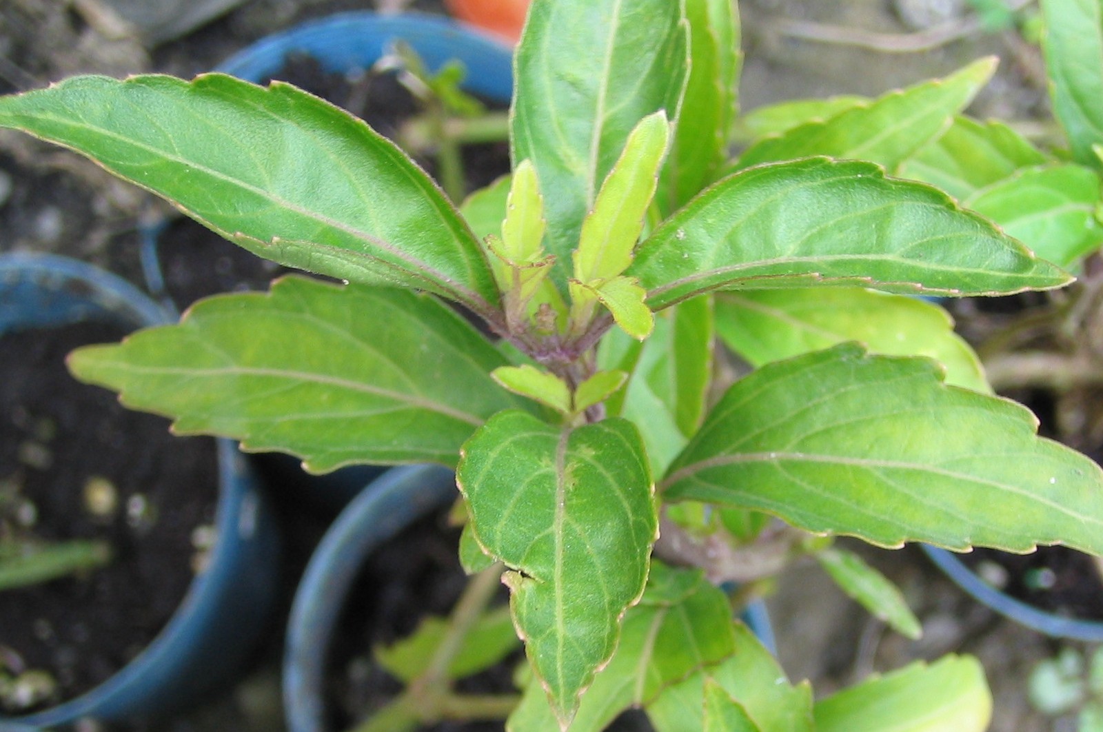 «ö¦¹¦b·sµøµ¡ÂsÄý¹Ï¤ù