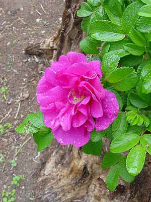 «ö¦¹¦b·sµøµ¡ÂsÄý¹Ï¤ù