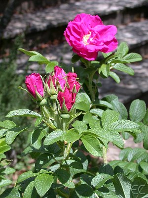 «ö¦¹¦b·sµøµ¡ÂsÄý¹Ï¤ù