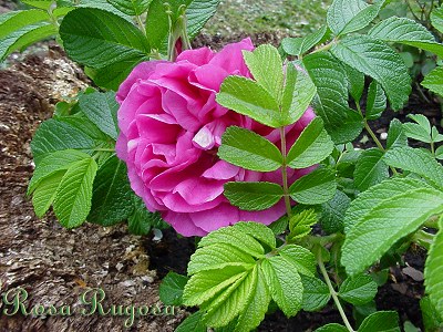 «ö¦¹¦b·sµøµ¡ÂsÄý¹Ï¤ù