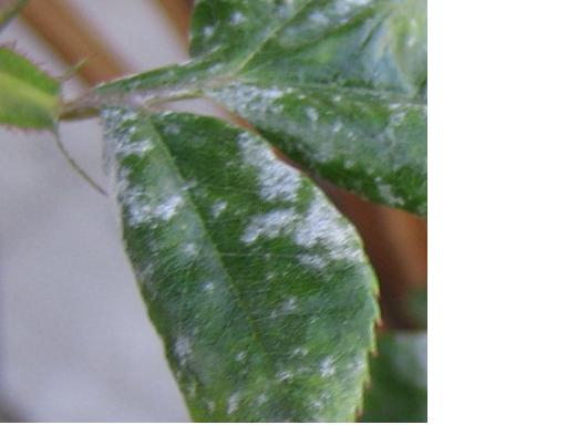 «ö¦¹¦b·sµøµ¡ÂsÄý¹Ï¤ù