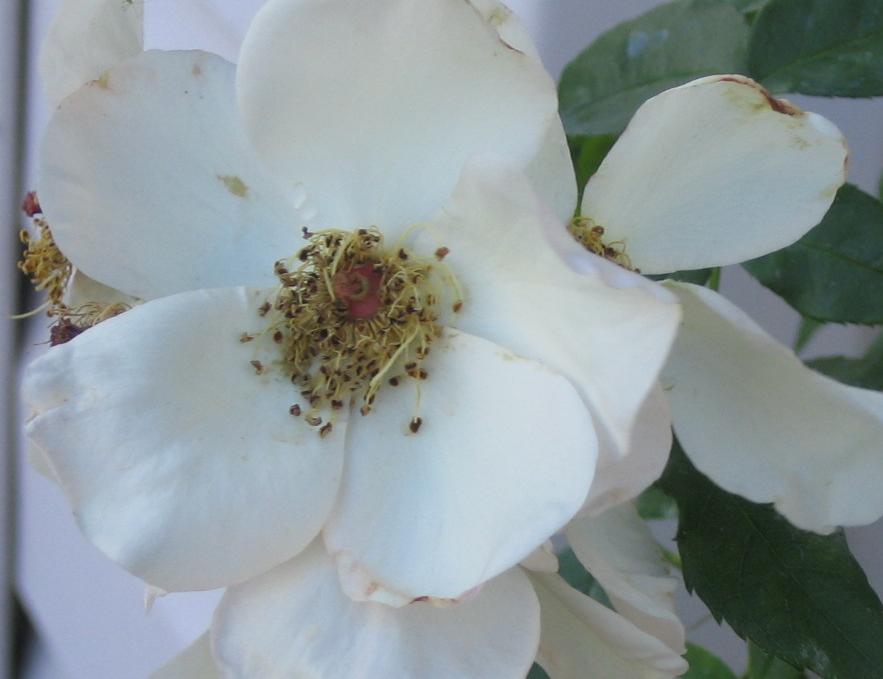 «ö¦¹¦b·sµøµ¡ÂsÄý¹Ï¤ù