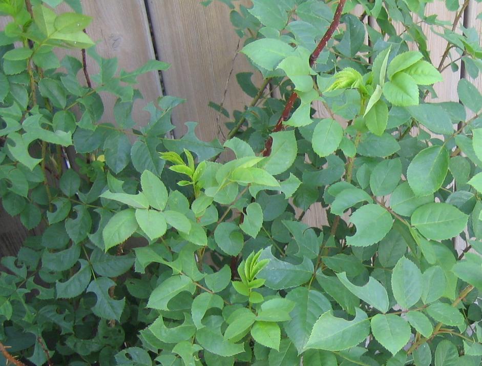 «ö¦¹¦b·sµøµ¡ÂsÄý¹Ï¤ù