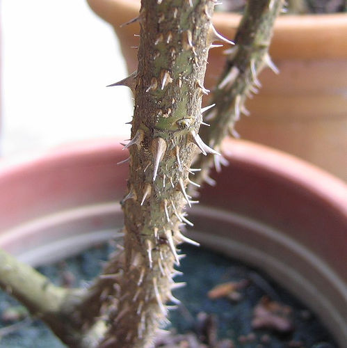 «ö¦¹¦b·sµøµ¡ÂsÄý¹Ï¤ù