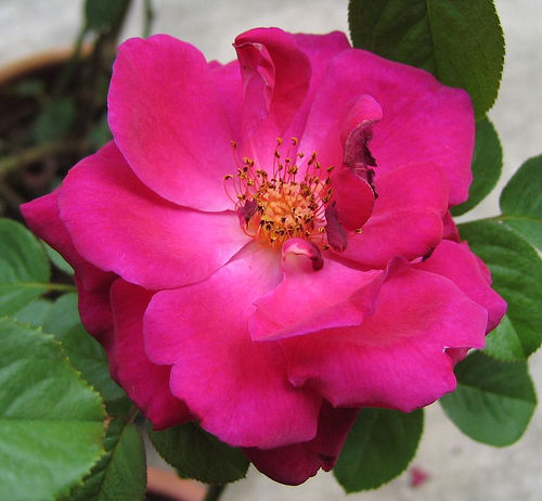 «ö¦¹¦b·sµøµ¡ÂsÄý¹Ï¤ù