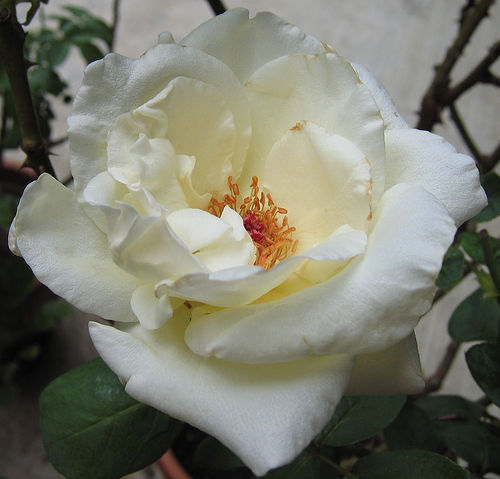 «ö¦¹¦b·sµøµ¡ÂsÄý¹Ï¤ù