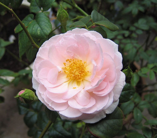 «ö¦¹¦b·sµøµ¡ÂsÄý¹Ï¤ù