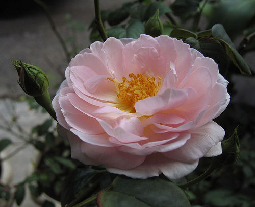 «ö¦¹¦b·sµøµ¡ÂsÄý¹Ï¤ù