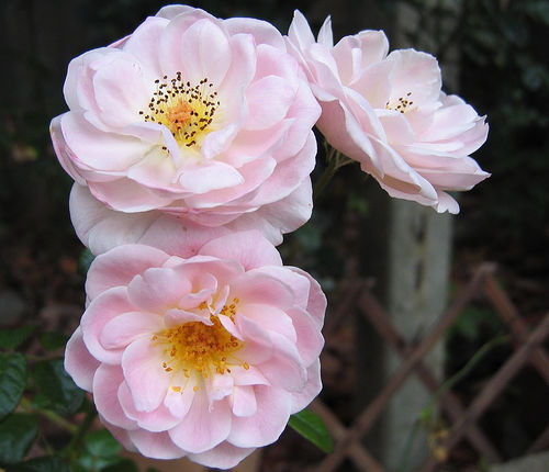 «ö¦¹¦b·sµøµ¡ÂsÄý¹Ï¤ù