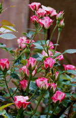 «ö¦¹¦b·sµøµ¡ÂsÄý¹Ï¤ù