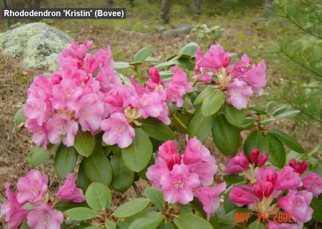 «ö¦¹¦b·sµøµ¡ÂsÄý¹Ï¤ù