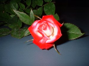 «ö¦¹¦b·sµøµ¡ÂsÄý¹Ï¤ù