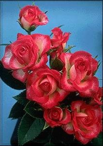 «ö¦¹¦b·sµøµ¡ÂsÄý¹Ï¤ù