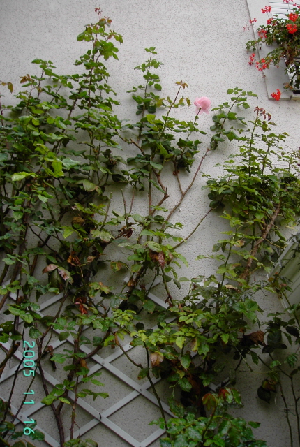 «ö¦¹¦b·sµøµ¡ÂsÄý¹Ï¤ù