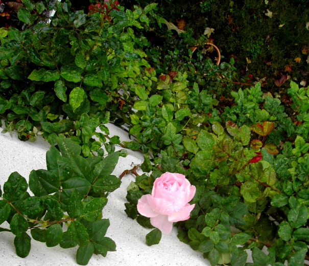 «ö¦¹¦b·sµøµ¡ÂsÄý¹Ï¤ù