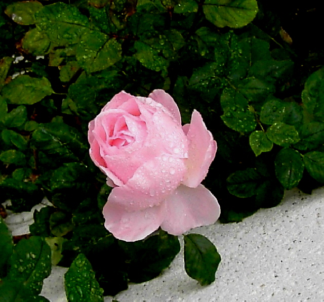 «ö¦¹¦b·sµøµ¡ÂsÄý¹Ï¤ù