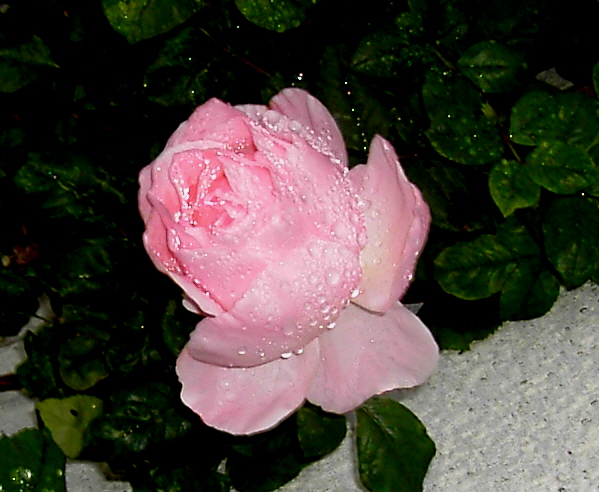 «ö¦¹¦b·sµøµ¡ÂsÄý¹Ï¤ù