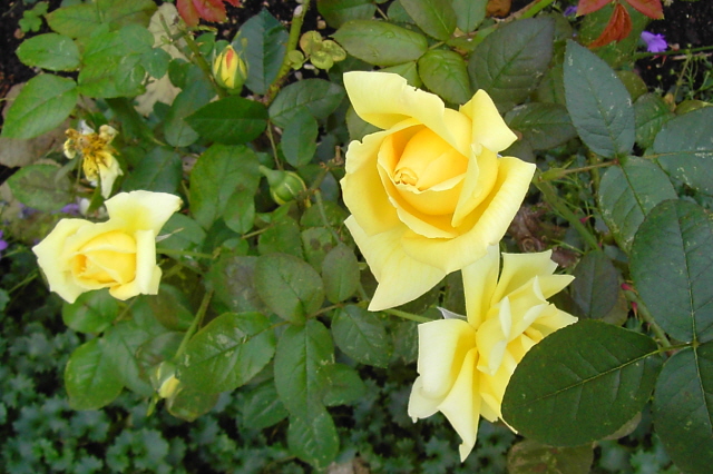 «ö¦¹¦b·sµøµ¡ÂsÄý¹Ï¤ù