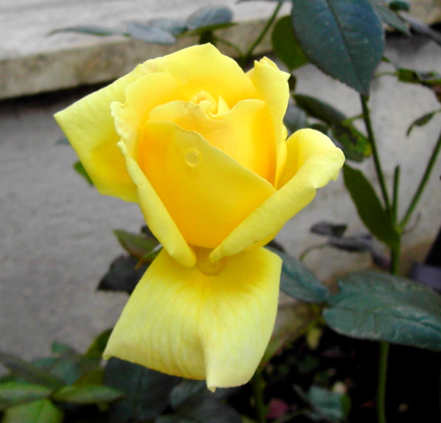 «ö¦¹¦b·sµøµ¡ÂsÄý¹Ï¤ù