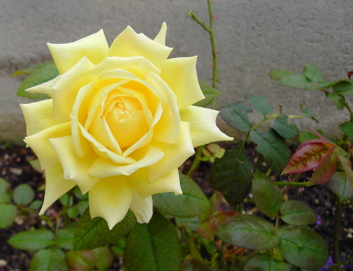 «ö¦¹¦b·sµøµ¡ÂsÄý¹Ï¤ù