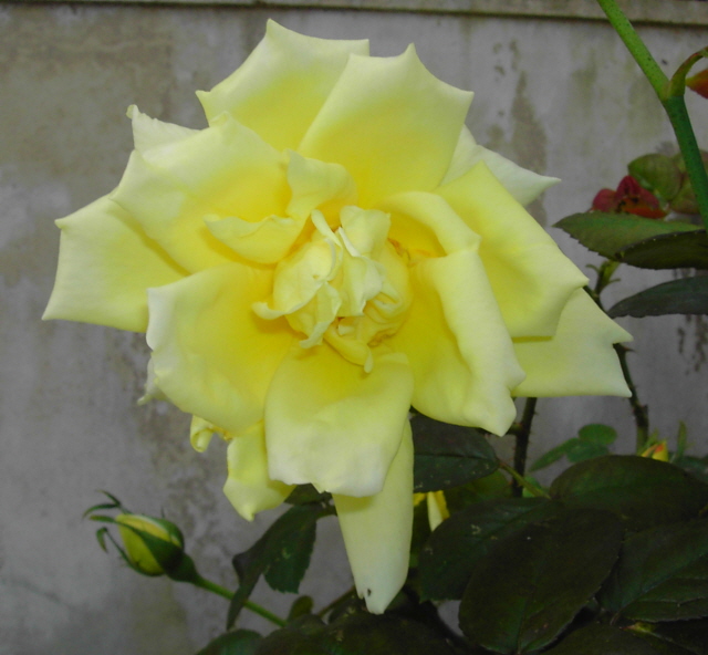 «ö¦¹¦b·sµøµ¡ÂsÄý¹Ï¤ù