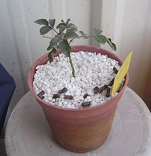 «ö¦¹¦b·sµøµ¡ÂsÄý¹Ï¤ù