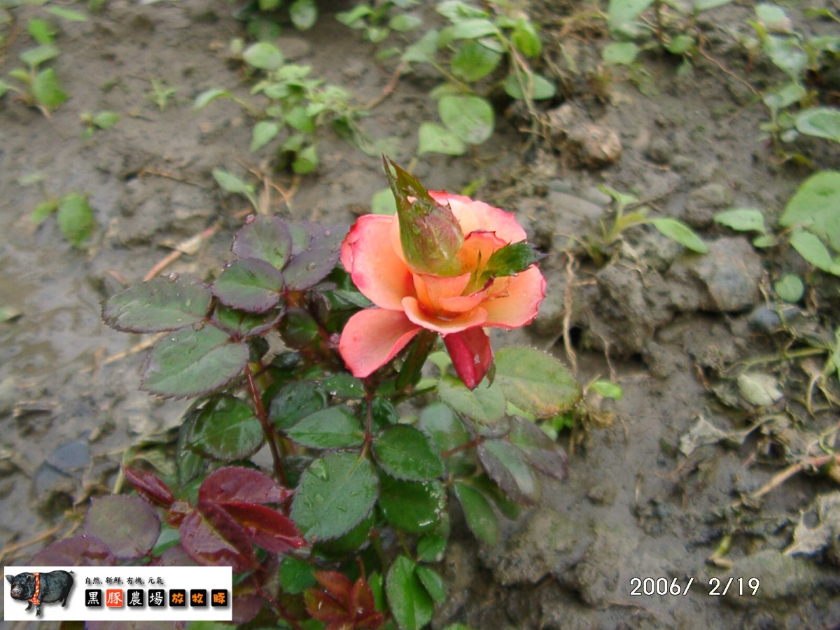 «ö¦¹¦b·sµøµ¡ÂsÄý¹Ï¤ù