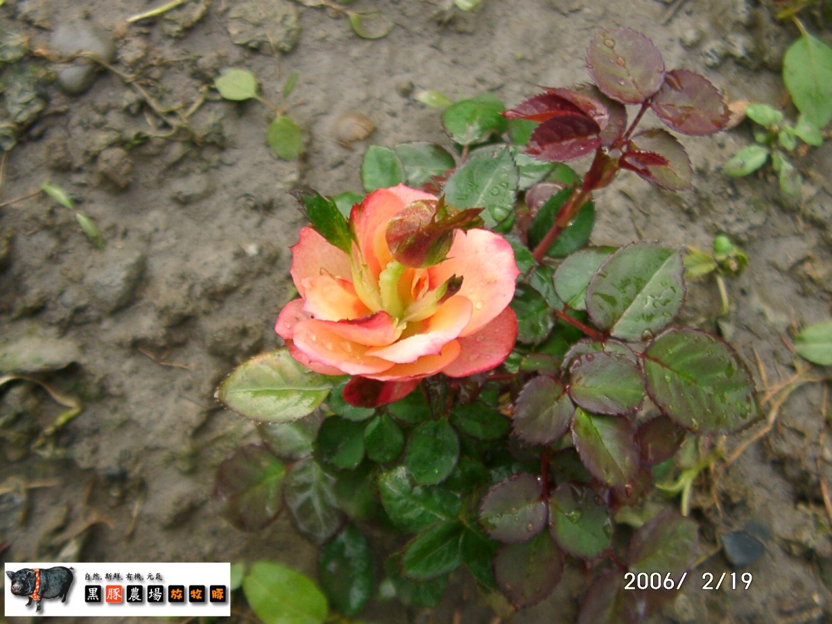 «ö¦¹¦b·sµøµ¡ÂsÄý¹Ï¤ù