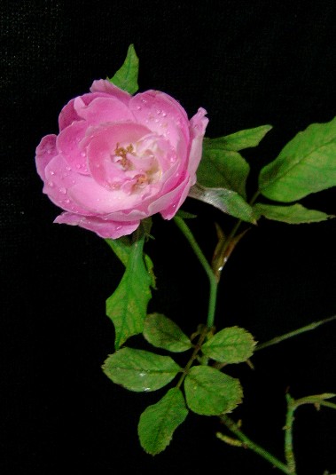 «ö¦¹¦b·sµøµ¡ÂsÄý¹Ï¤ù