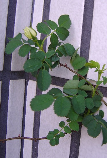 «ö¦¹¦b·sµøµ¡ÂsÄý¹Ï¤ù