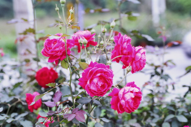 «ö¦¹¦b·sµøµ¡ÂsÄý¹Ï¤ù